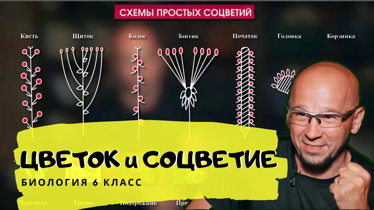 Цветок. Соцветия. Строение цветка растений. Формулы цветков. Ботаника. Видеоурок. Биология 6 класс