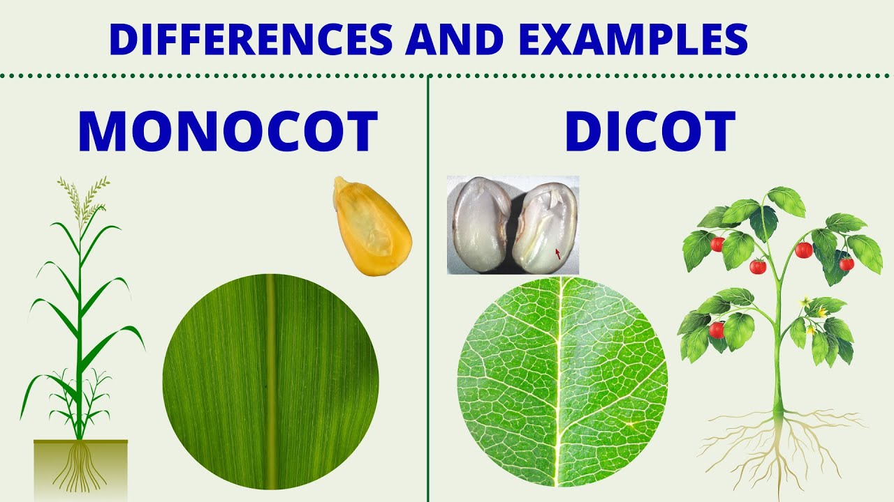 MONOCOT vs DICOT | Differences between Monocotyledon and Dicotyledon with Examples | Science Lesson