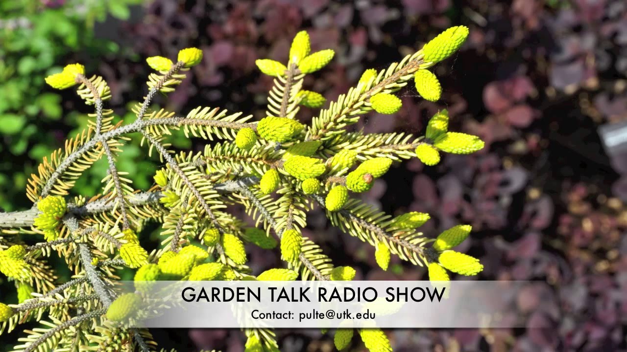 Garden Talk Radio Show (Knoxville)