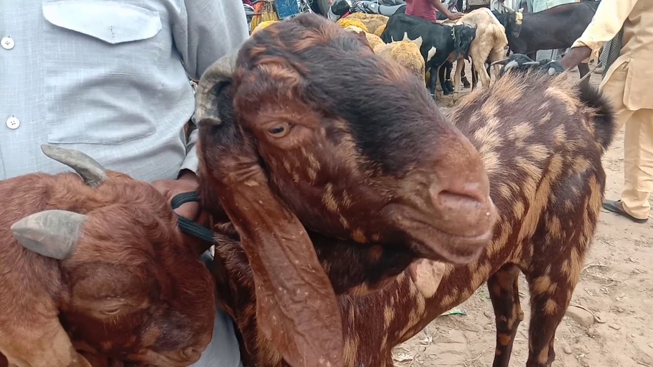 Sirohi goat breed|സിരോഹി ആടുകള്|  सिरोही बकरे|M4 FarmTech| बकरा मंडी अंबाला|ആട് ചന്ത|