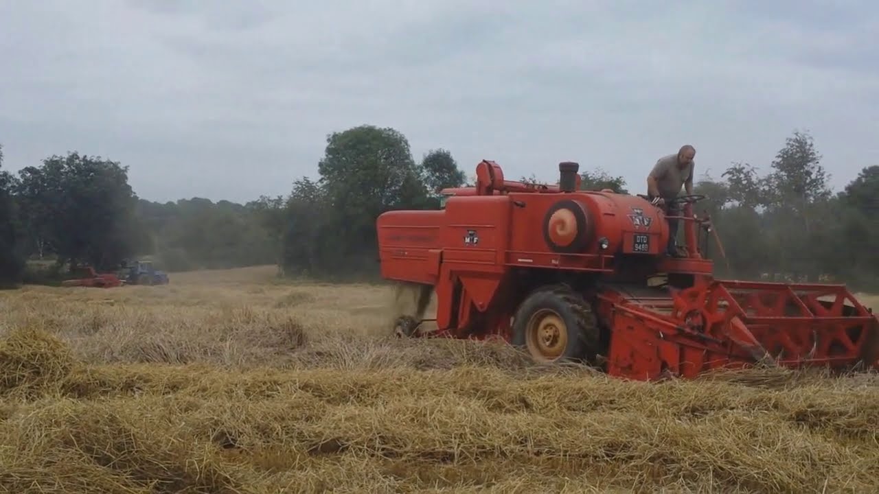 MASSEY FERGUSON VINTAGE COMBINES WORKING TOGETHER - MF400 MF788 #HARVEST2020