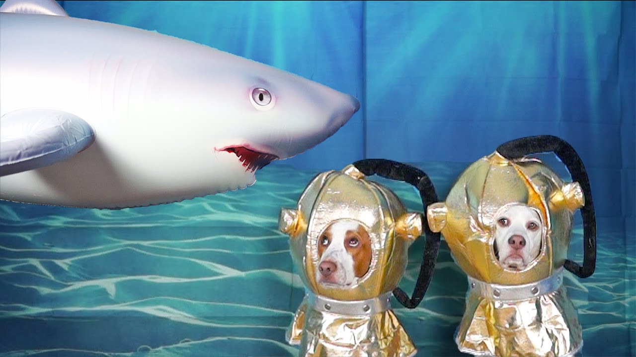 Dogs vs Shark Prank: Funny Dogs Maymo & Potpie Underwater Shark & Octopus Adventure
