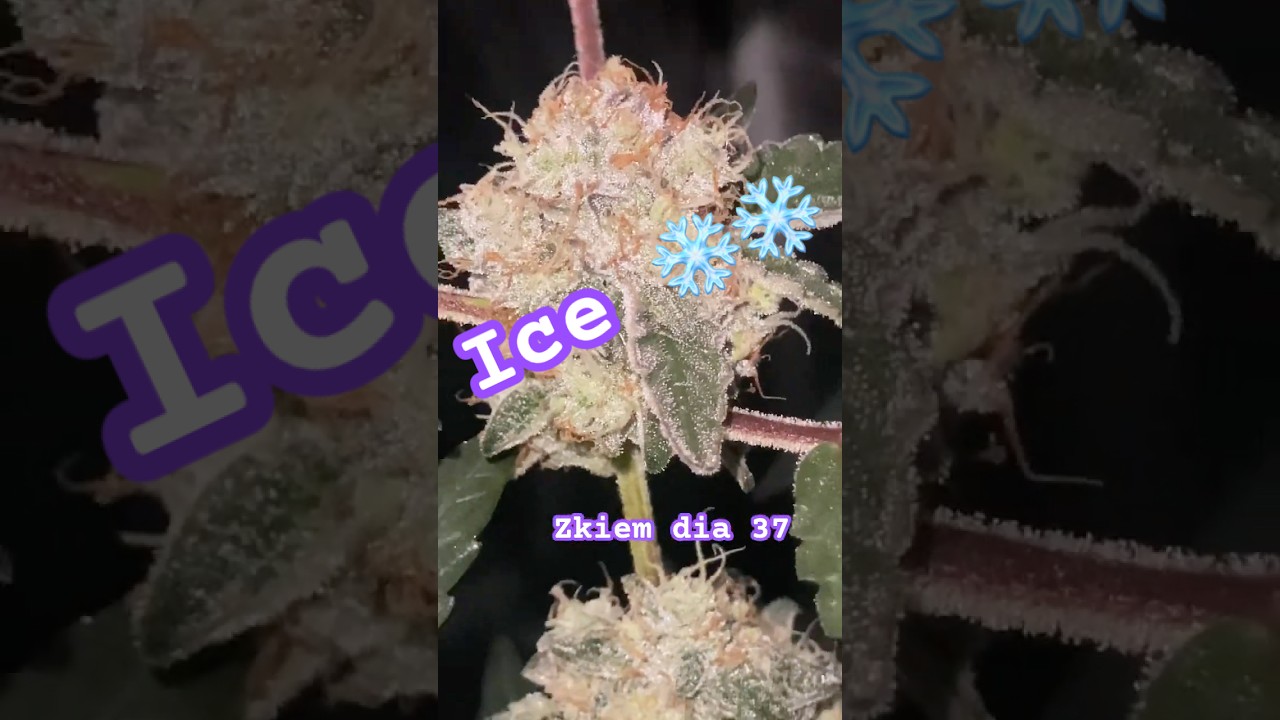 Dia 37 zkiem unas tomas Justo despu&eacute;s de apagar el led . #oldschool #plants #shortsfeed