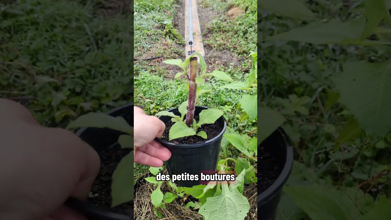 Earth pear: edible tubers! #fyp #vegetables #vegetable garden #garden #permaculture