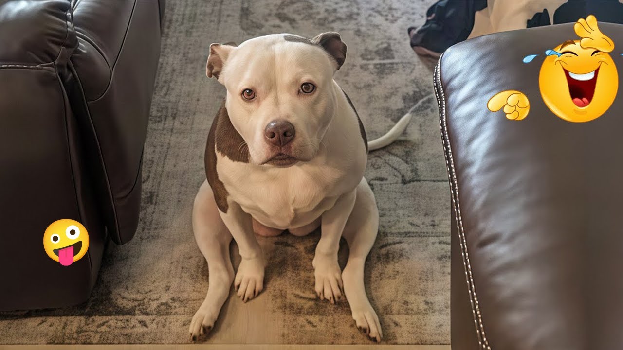 I Tried Not to Laugh… These Dogs Ruined It 😂🐶 | Funny Dogs 2026 #38