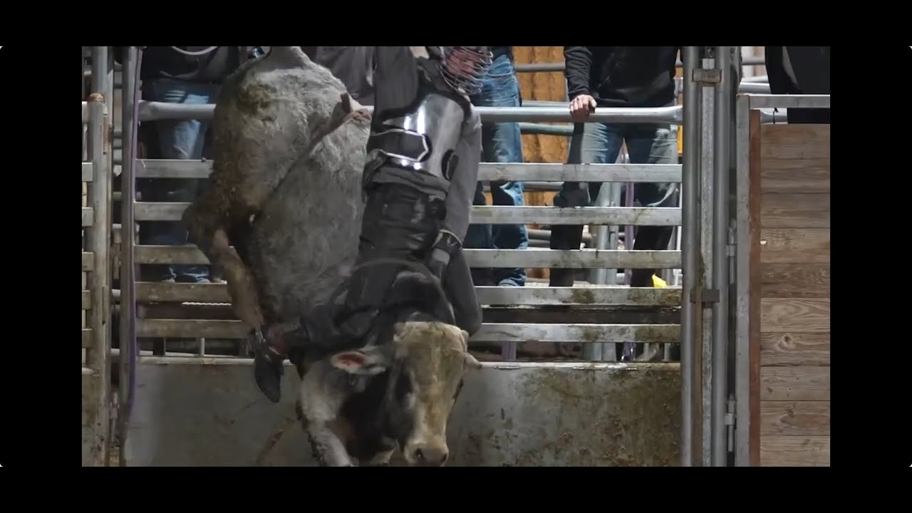 Experience a Bull Riding Clinic With Wiley Petersen