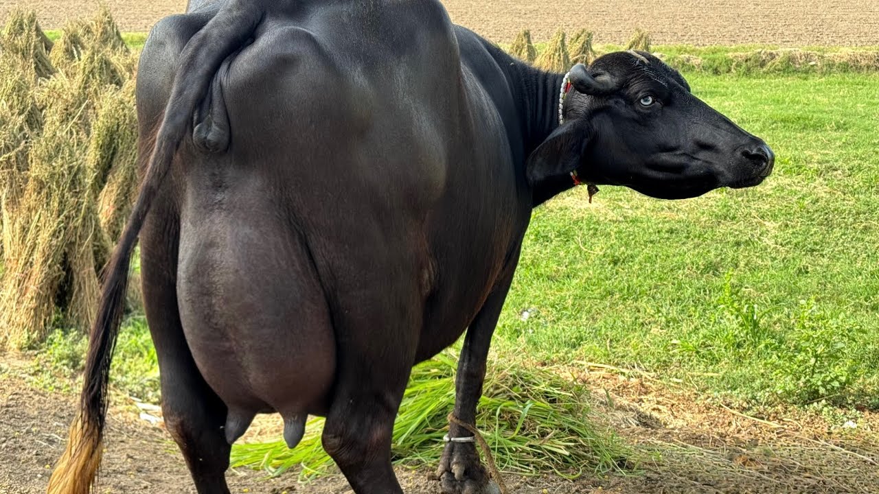 پیورنیلی کی شوقین پہلن جھوٹی براۓفروخت19جنوری | 1st Timer Pure Nilli High Milking Buffalo for sale 