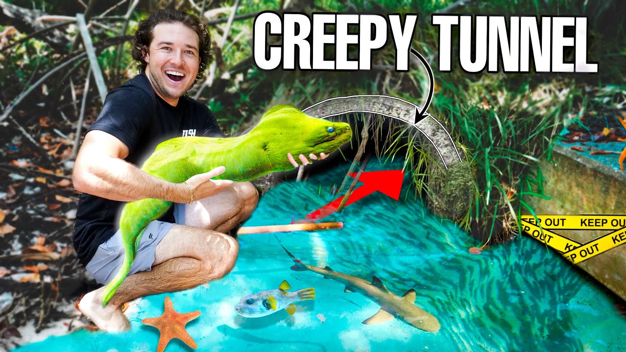 GREEN MORAY EEL Caught In CREEPY HIDDEN TUNNEL!