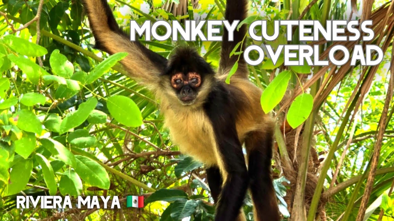 Caught on Camera: Cutest Monkey Family in Riviera Maya! 🌴🐒 [4K]