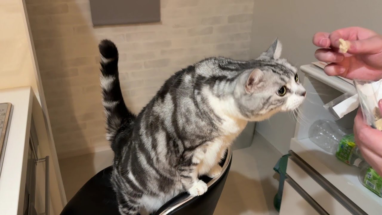 【愛猫】我が家の猫!ねこがガチでとびつくおやつを与えたらこうなりました!Love cats!