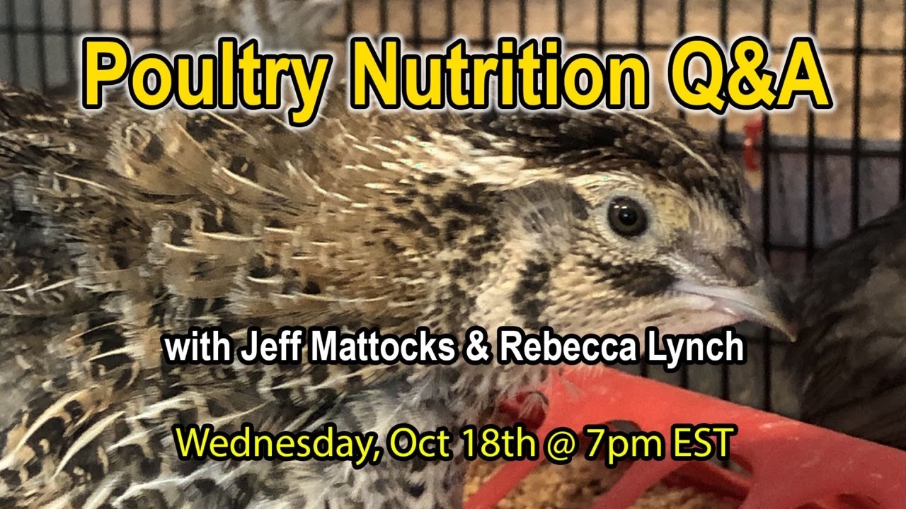 Coturnix Corner LIVE - Poultry Nutrition Q&A
