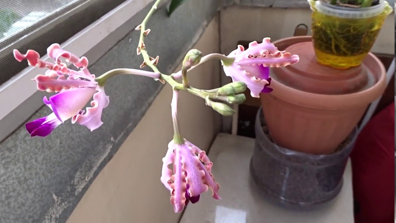 Домашнее цветение   Schomburgkia Thomsoniana. Как я за ней ухаживаю.