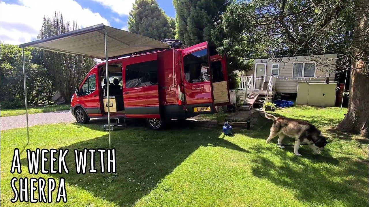 Sherpa's week and updates, Living with my Husky