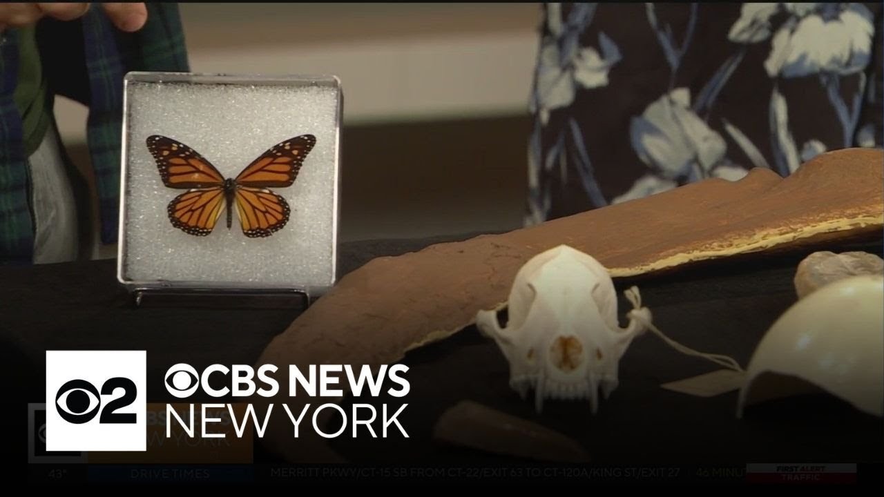American Museum of Natural History will identify your specimens