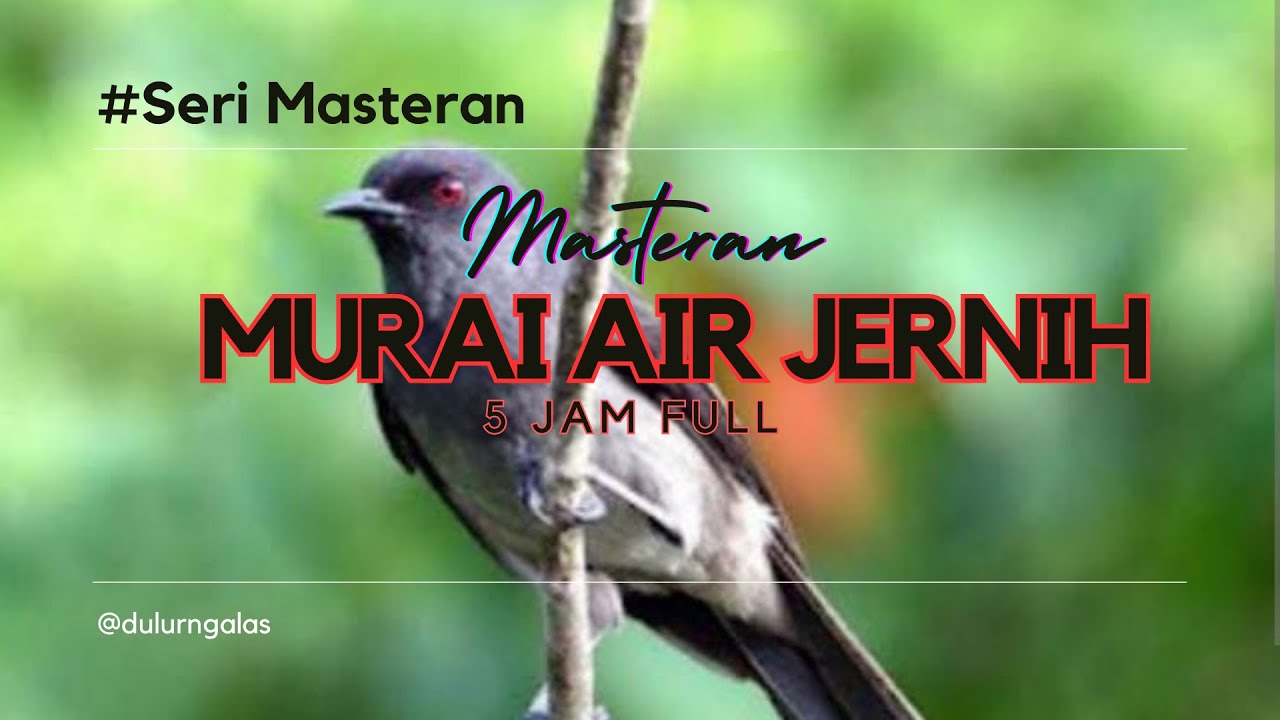 Masteran Murai air Mancur GACOR Nembak RAPET plus PANJANG, Suara ASLI BERJEDA,  5 Jam FULL