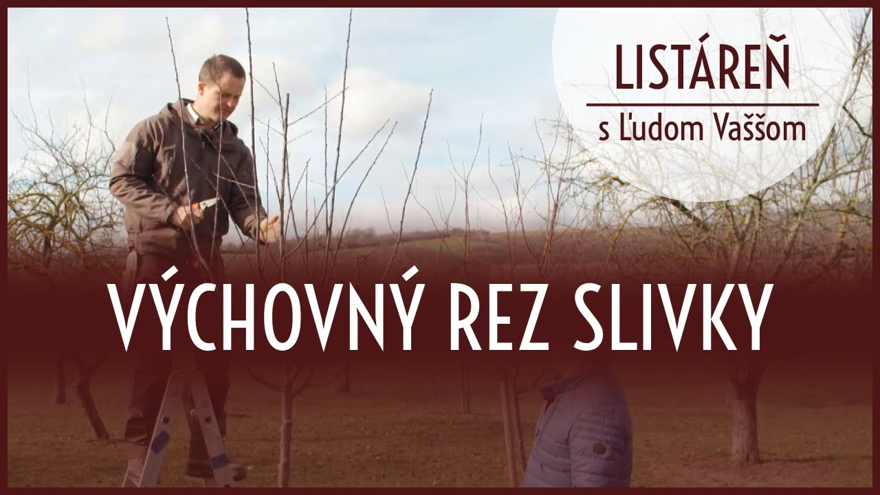 Listáreň s Ľudom Vaššom - výchovný rez slivky