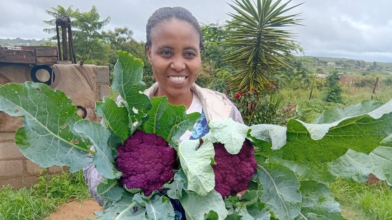 Happy new year!!! We have Purple Cauliflower! 