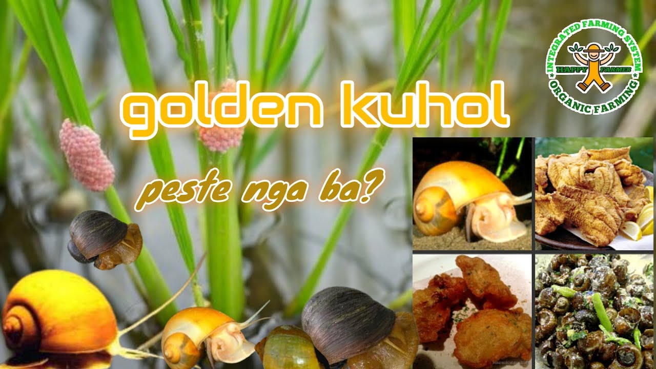 Golden kuhol, peste nga ba o biyaya sa mag sasaka | Golden Apple snail | Philippine pest management