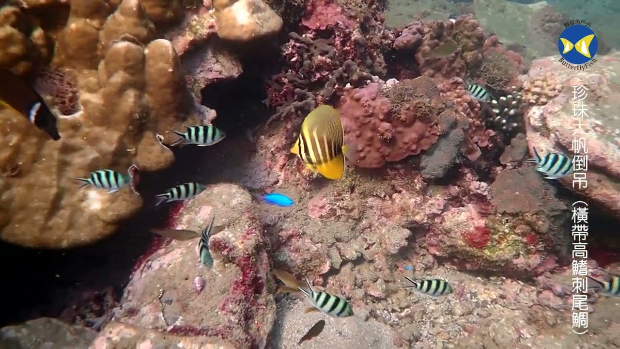 珍珠大帆倒吊 (橫帶高鰭刺尾鯛) Sailfin tang,Taiwan