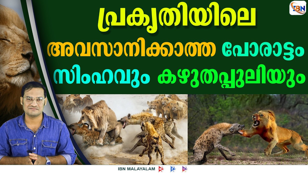 കാട്ടിലെ രാജാവിന്റെ യഥാർത്ഥ ശത്രു ഇവരാണ്