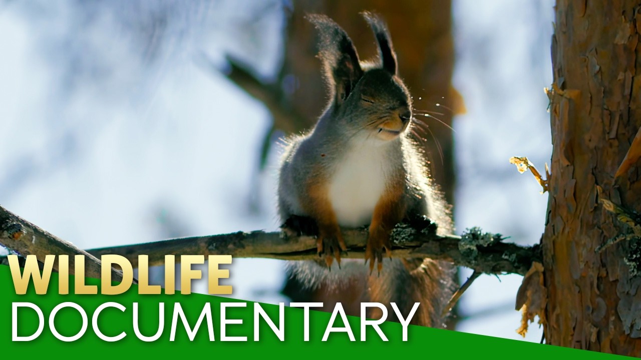 🍂 Deciduous Forests: A Year of Life and Survival in Temperate Woodlands | Nature Documentary