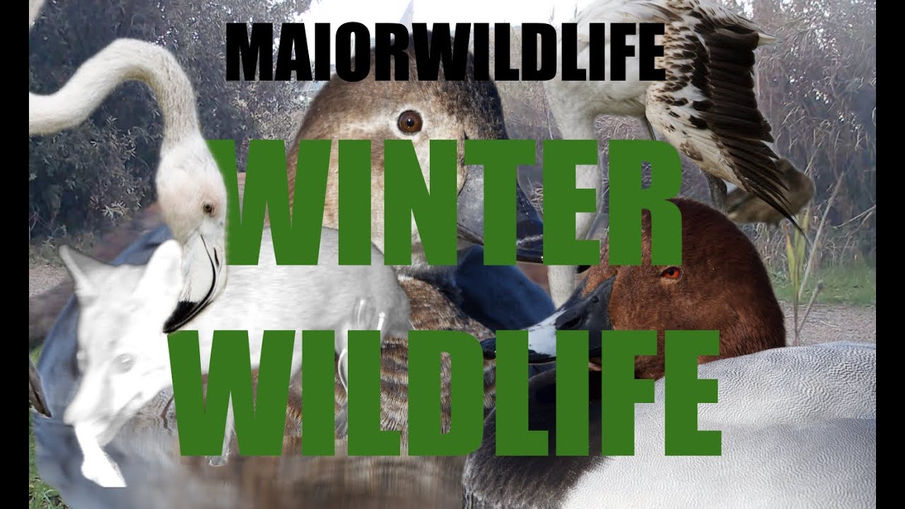 Winter Wildlife And Camera Trap Discoveries, Oasi LIPU di Ostia