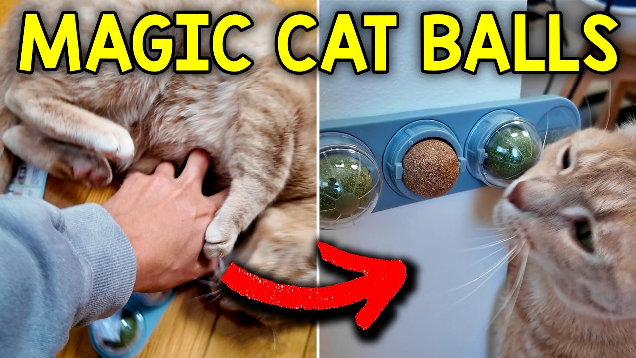 What To Expect With The Magic Cat Balls