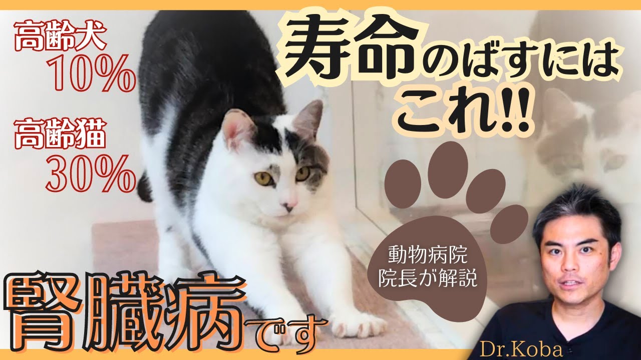 【犬・猫・ペット】慢性腎臓病：必見！ 寿命を伸ばす事ができる方法【獣医師・愛玩動物看護師・動物病院】