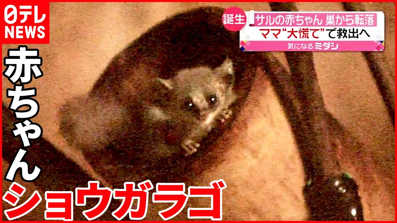 【ベビーラッシュ】アフリカ原産のサル「ショウガラゴ」の赤ちゃん