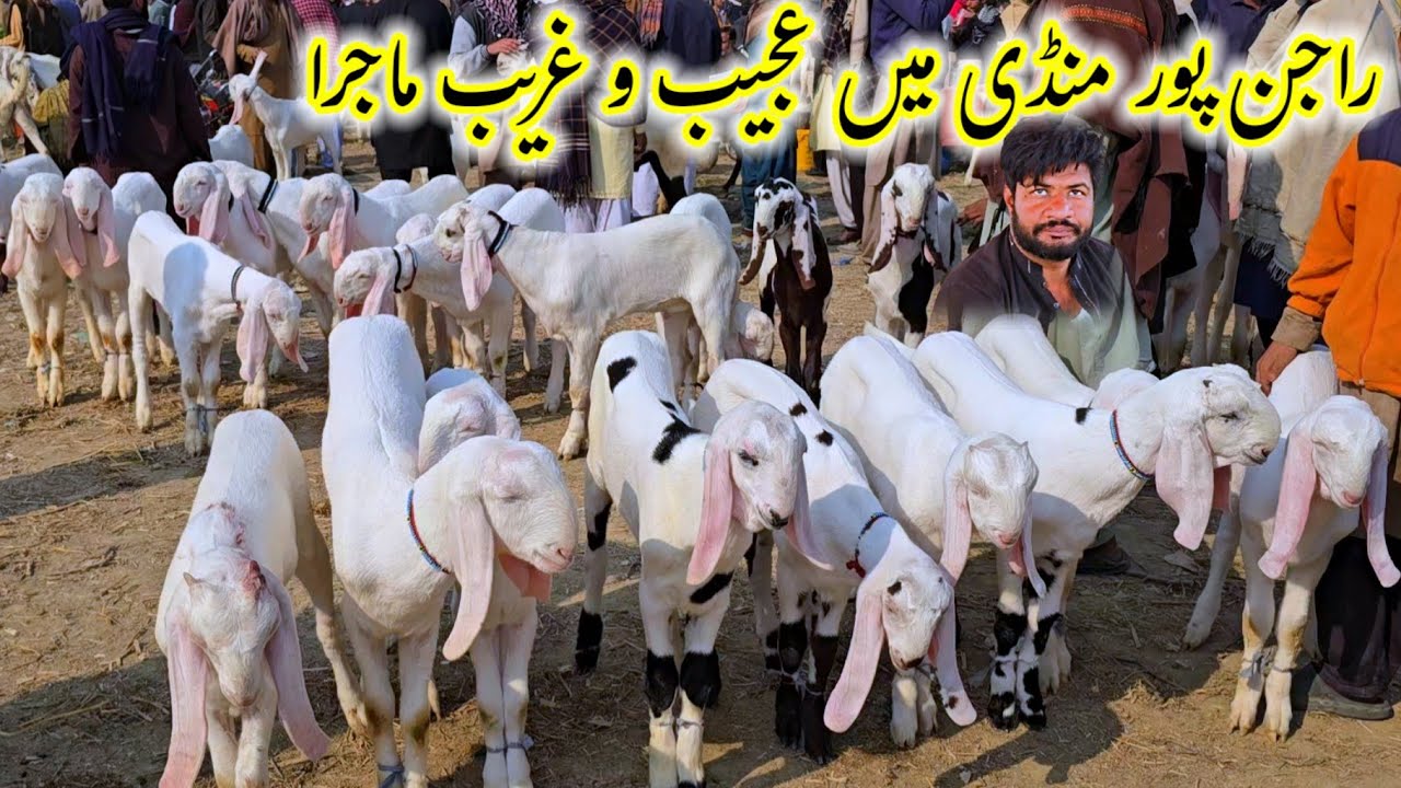 2 February 2026 Fresh update bakra mandi Rajanpur راجن پور منڈی میں فراڈ سے بچنے کا مکمل طریقہ جانیں