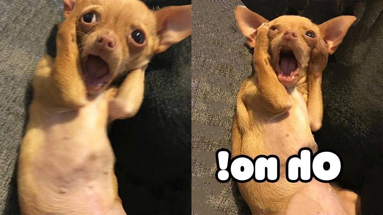 Best Of Funny Pets 2020 - Funny Animals Try Not To Laugh