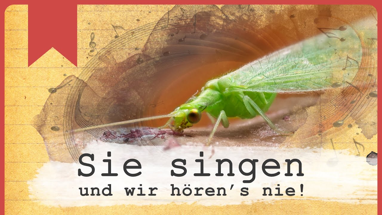 Florfliegen sind wichtig für deinen Garten!