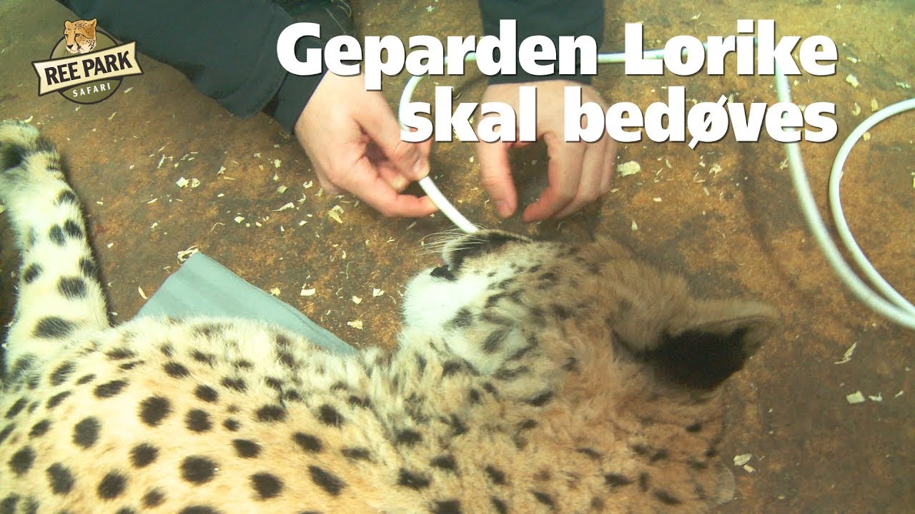 Geparden Lorike skal bedøves