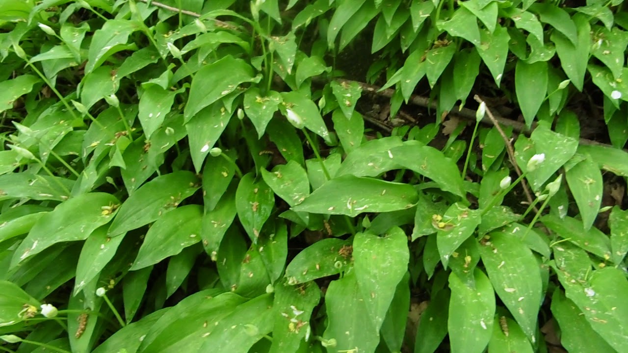 Черемша   Медвежий лук   Bärlauch любимое растения