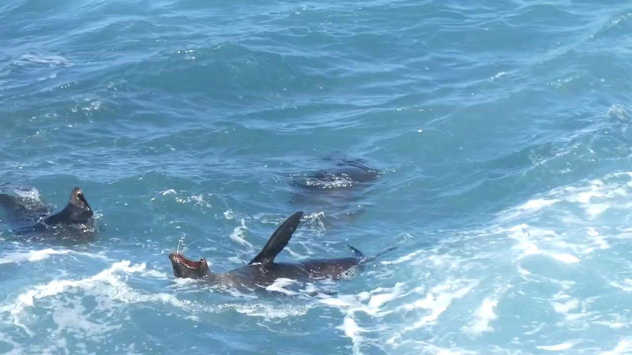 Wellenbad der Seelöwen