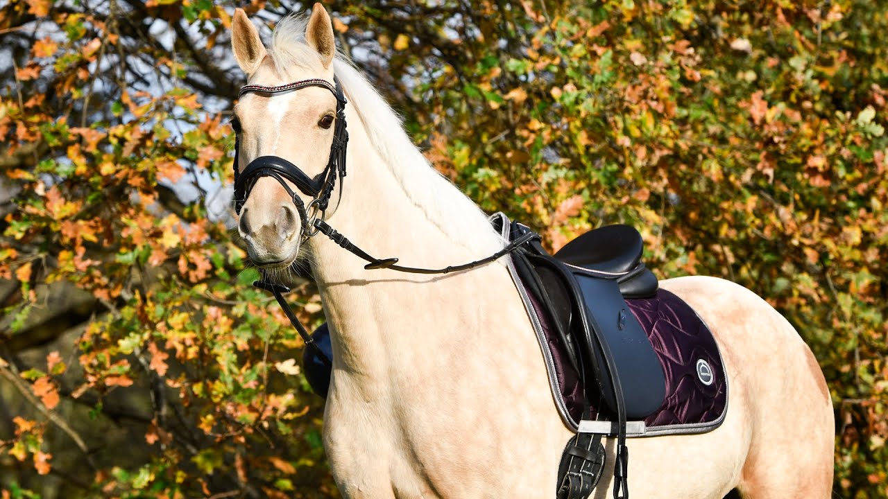 Een pony kopen het hele proces * Hart voor Paarden *