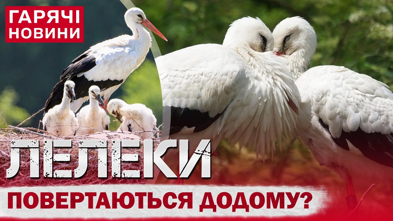 НАРЕШТІ! ПТАХИ ПОВЕРТАЮТЬСЯ ДО УКРАЇНИ! ДЕ ЗНАМЕНИТІ ОДАРКА ТА ГРИЦИК?