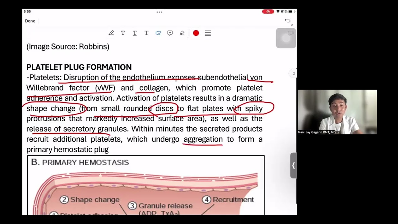 HEMATOLOGY II: OVERVIEW OF PRIMARY HEMOSTASIS