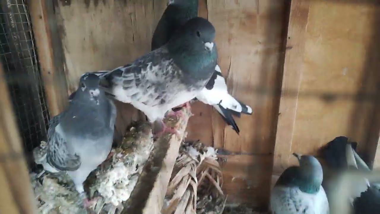 صيد زوج 😍🔥