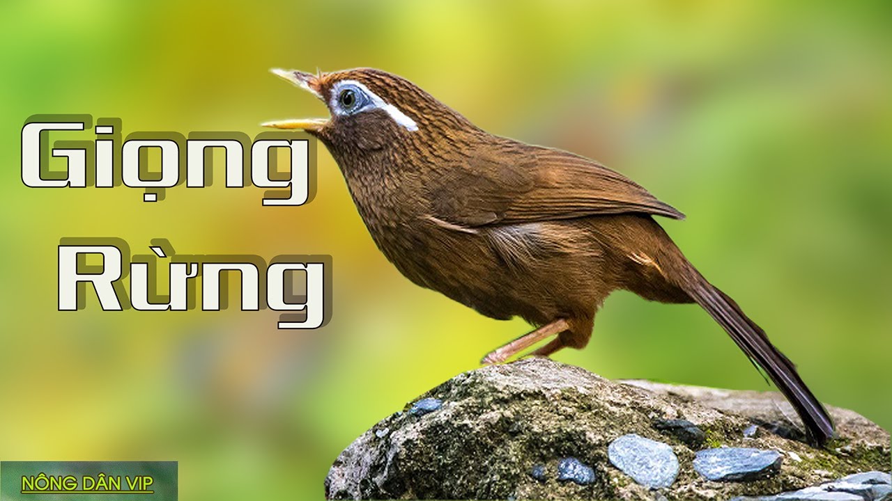 Họa mi hót | Tiếng họa mi hót đấu kích bổi giọng rừng | Singing nightingale | SINGING BIRDS