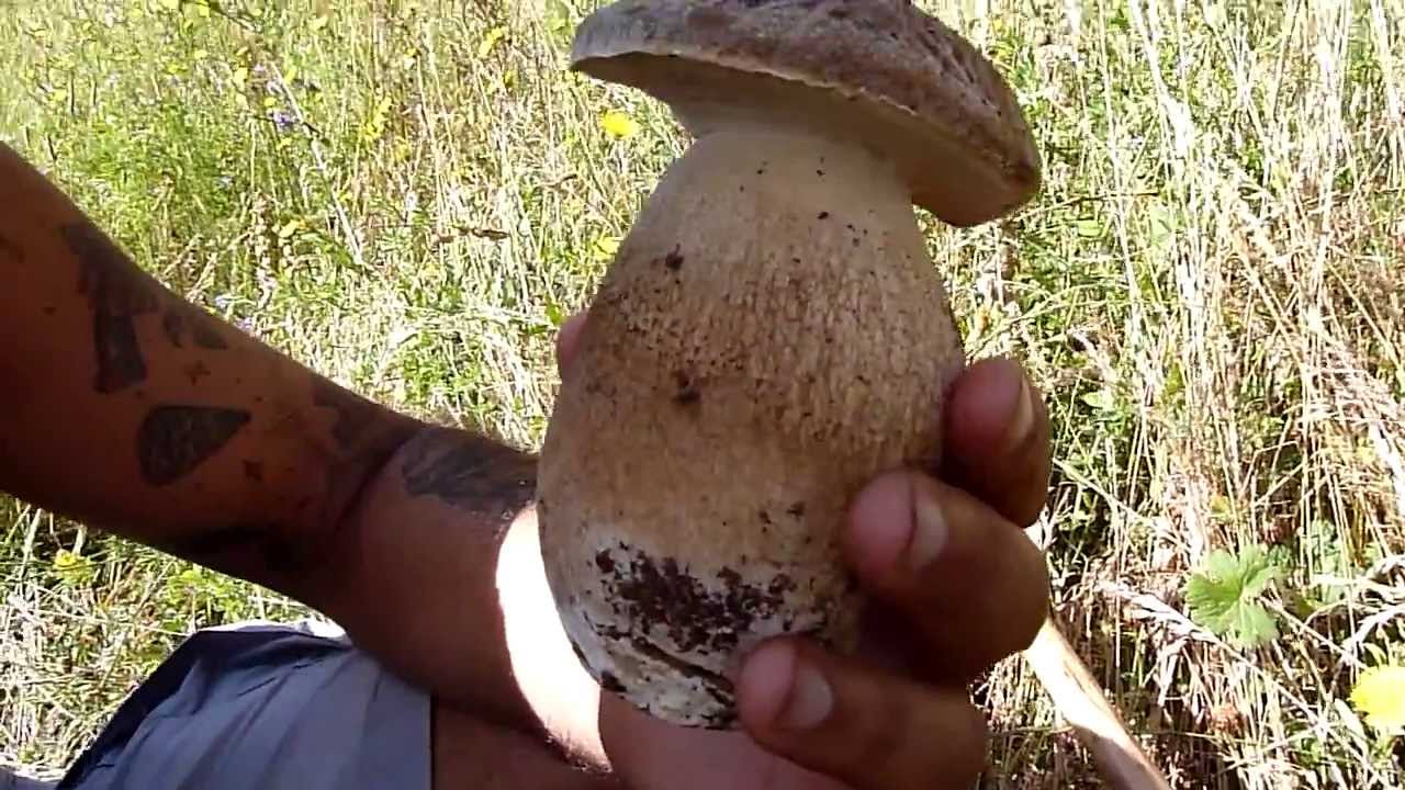 Molise delle meraviglie: funghi estivi di altissima qualit&agrave;.