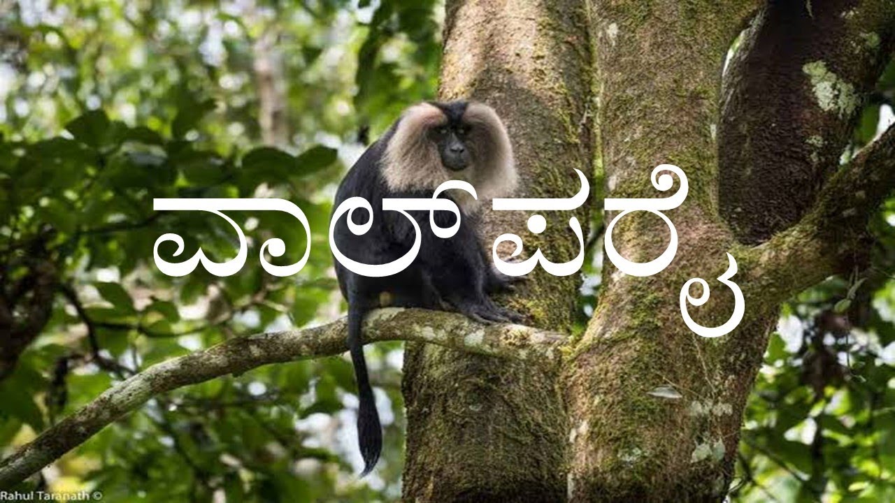 VALPARAI | 2nd PUC | KANNADA LESSON EXPLAINED#valparai #boardexampreparation #kannada #exam 