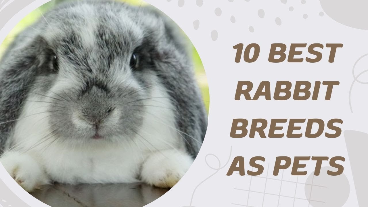 10 Best Rabbit Breeds As Pets