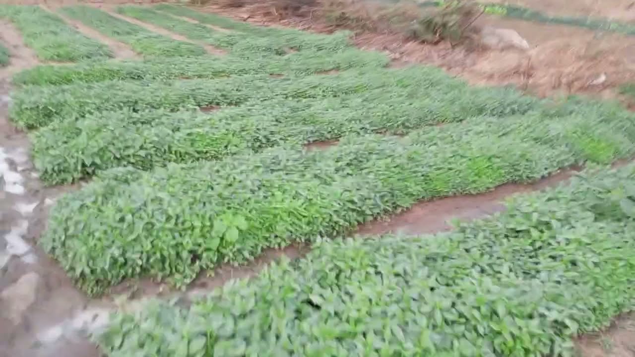 production de la corète potagère