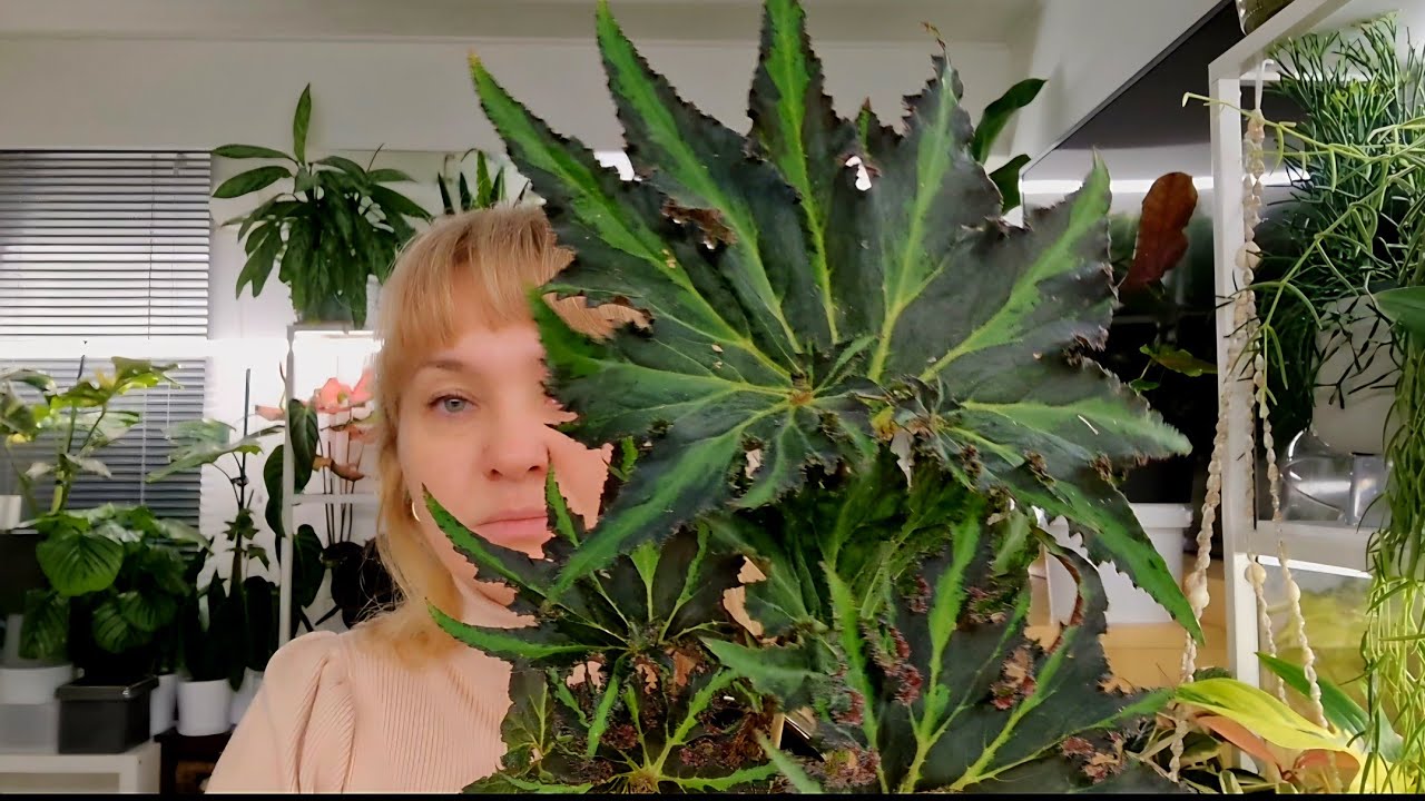 🍀Первые новинки года бегонии, алоказия, суккуленты. Новые листочки 🍀