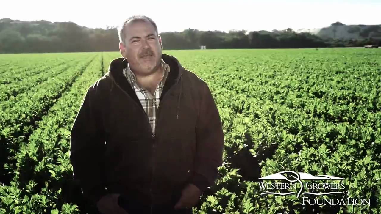 Producepedia.com Celery How it's Grown