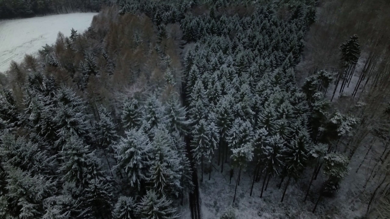 Winter Walk in Holter Wald - Drone Footage - Schloss Holte-Stukenbrock