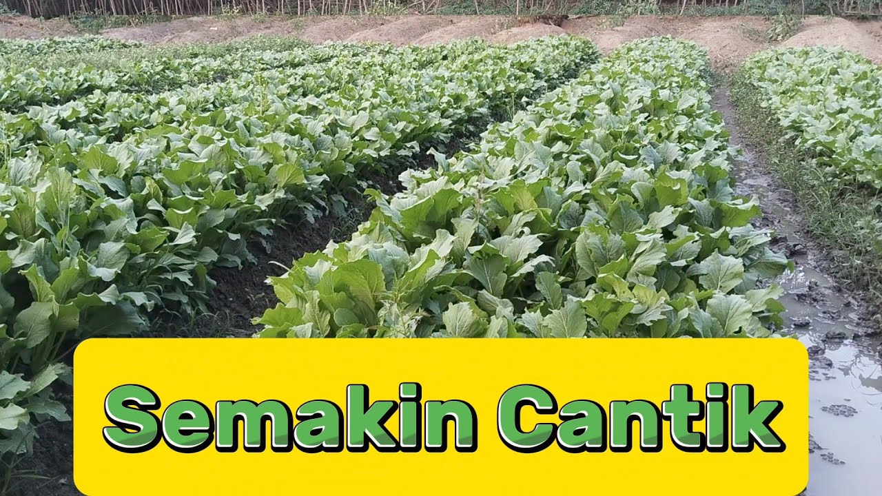 Panen Semakin Dekat Setelah 3 Minggu