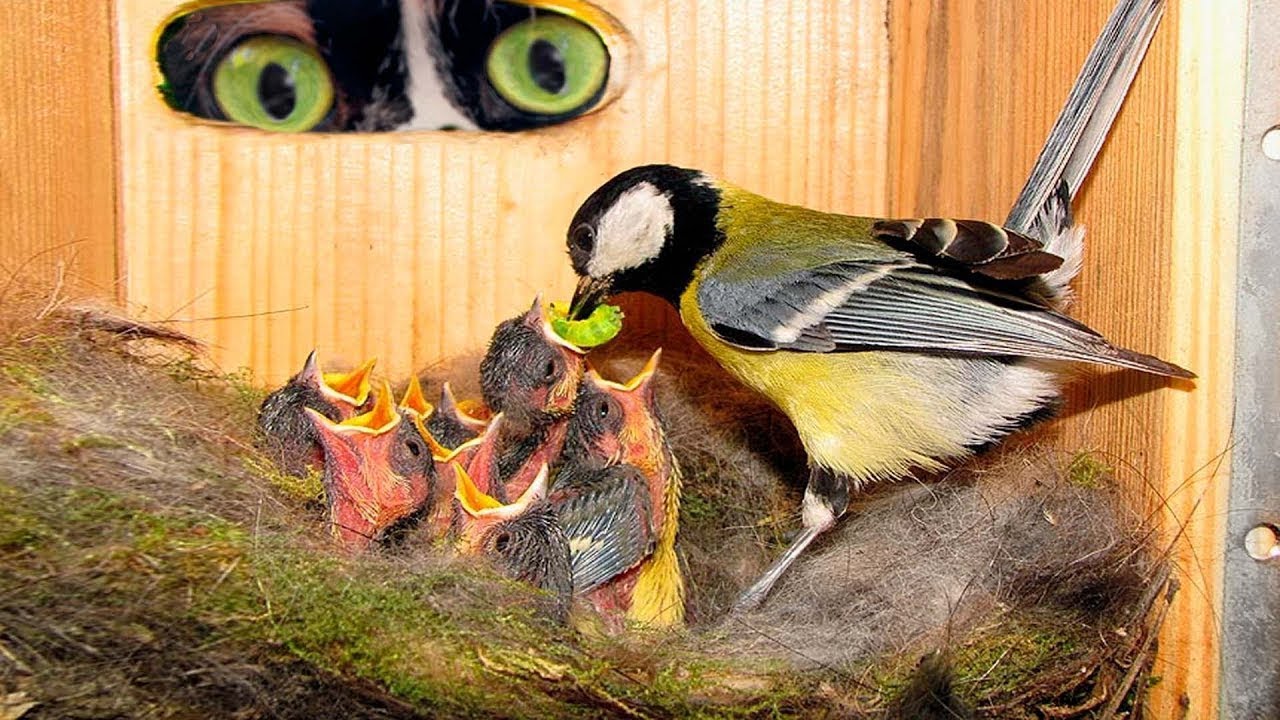 HEMOS HECHO UNA CASA PARA PAJAROS CON UNA CAMARA DENTRO