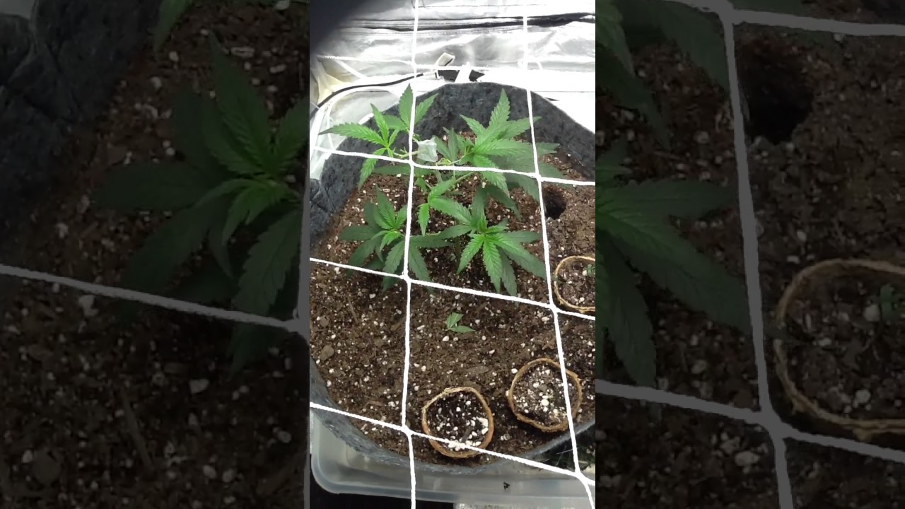 Thc bomb grow 2017 / day one random seed